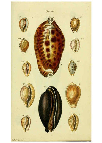 Reproducción/Reproduction 5978528862: The conchological illustrations or, Coloured figures of all the hitherto unfigured recent shells London :[s.n.] ;1832