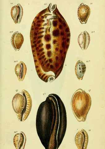 Reproducción/Reproduction 5978528862: The conchological illustrations or, Coloured figures of all the hitherto unfigured recent shells London :[s.n.] ;1832