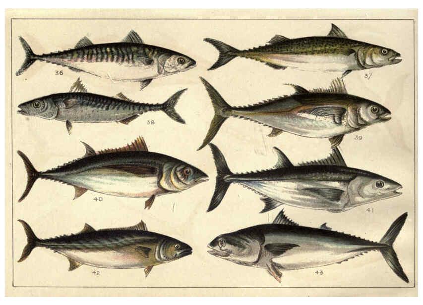 Reproducción/Reproduction 5985047858: Our country's fishes and how to know them London :Simpkin, Hamilton, Kent & Co.,[1902] 