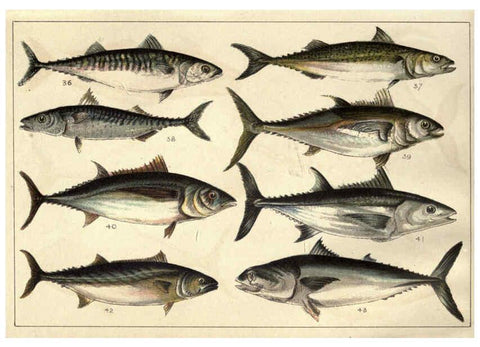 Reproducción/Reproduction 5985047858: Our country's fishes and how to know them London :Simpkin, Hamilton, Kent & Co.,[1902] 