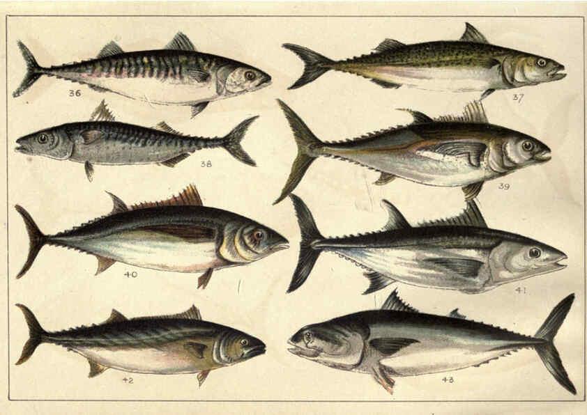 Reproducción/Reproduction 5985047858: Our country's fishes and how to know them London :Simpkin, Hamilton, Kent & Co.,[1902] 