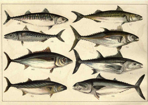 Reproducción/Reproduction 5985047858: Our country's fishes and how to know them London :Simpkin, Hamilton, Kent & Co.,[1902] 