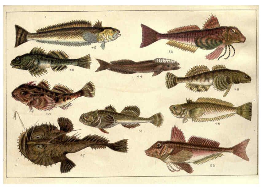Reproducción/Reproduction 5984484075: Our country's fishes and how to know them London :Simpkin, Hamilton, Kent & Co.,[1902] 