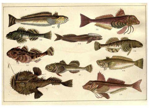 Reproducción/Reproduction 5984484075: Our country's fishes and how to know them London :Simpkin, Hamilton, Kent & Co.,[1902] 