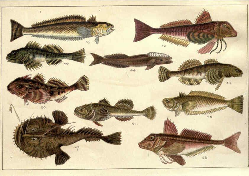 Reproducción/Reproduction 5984484075: Our country's fishes and how to know them London :Simpkin, Hamilton, Kent & Co.,[1902] 