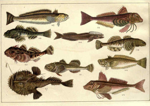 Reproducción/Reproduction 5984484075: Our country's fishes and how to know them London :Simpkin, Hamilton, Kent & Co.,[1902] 