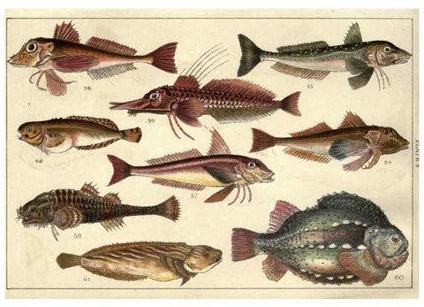 Reproducción/Reproduction 5985048378: Our country's fishes and how to know them London :Simpkin, Hamilton, Kent & Co.,[1902] 