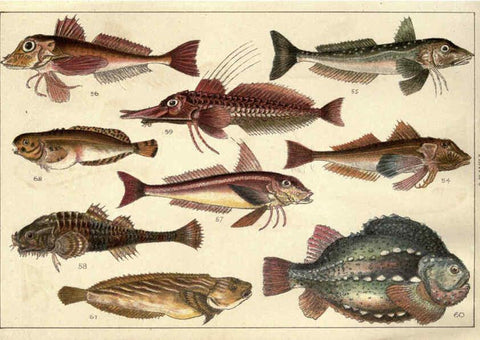 Reproducción/Reproduction 5985048378: Our country's fishes and how to know them London :Simpkin, Hamilton, Kent & Co.,[1902] 
