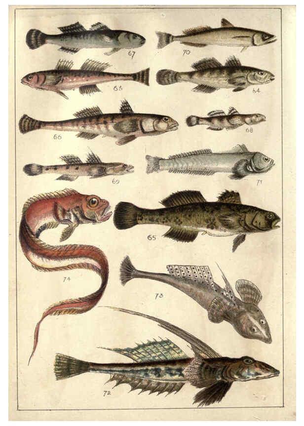 Reproducción/Reproduction 5984484743: Our country's fishes and how to know them London :Simpkin, Hamilton, Kent & Co.,[1902] 
