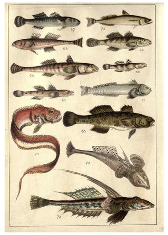 Reproducción/Reproduction 5984484743: Our country's fishes and how to know them London :Simpkin, Hamilton, Kent & Co.,[1902] 