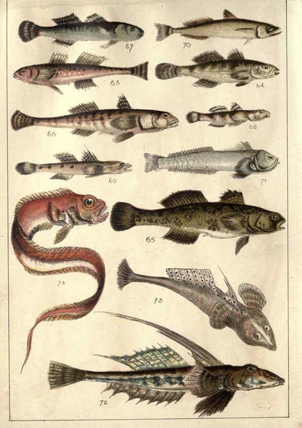 Reproducción/Reproduction 5984484743: Our country's fishes and how to know them London :Simpkin, Hamilton, Kent & Co.,[1902] 