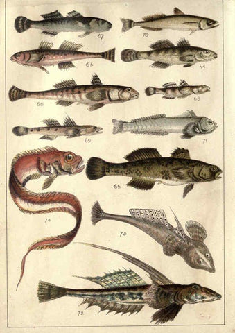 Reproducción/Reproduction 5984484743: Our country's fishes and how to know them London :Simpkin, Hamilton, Kent & Co.,[1902] 