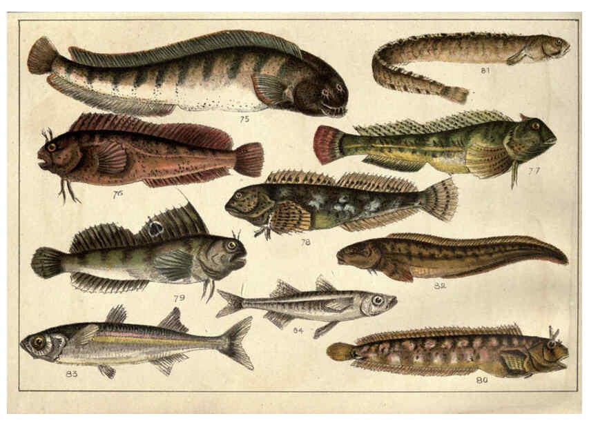 Reproducción/Reproduction 5984484943: Our country's fishes and how to know them London :Simpkin, Hamilton, Kent & Co.,[1902] 