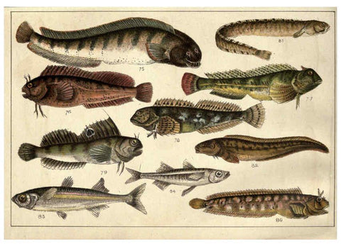 Reproducción/Reproduction 5984484943: Our country's fishes and how to know them London :Simpkin, Hamilton, Kent & Co.,[1902] 