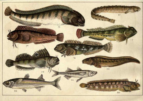 Reproducción/Reproduction 5984484943: Our country's fishes and how to know them London :Simpkin, Hamilton, Kent & Co.,[1902] 