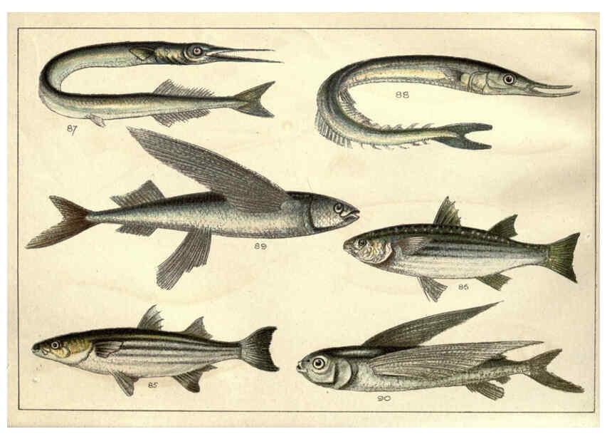 Reproducción/Reproduction 5984485199: Our country's fishes and how to know them London :Simpkin, Hamilton, Kent & Co.,[1902] 