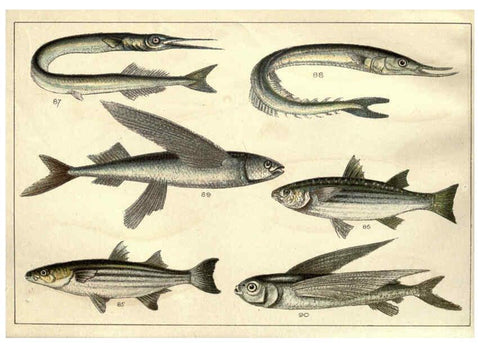 Reproducción/Reproduction 5984485199: Our country's fishes and how to know them London :Simpkin, Hamilton, Kent & Co.,[1902] 