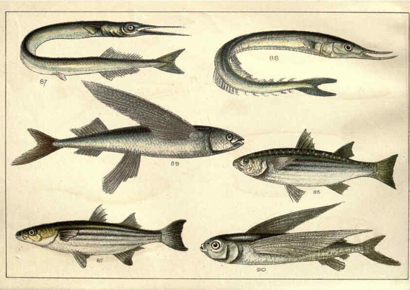Reproducción/Reproduction 5984485199: Our country's fishes and how to know them London :Simpkin, Hamilton, Kent & Co.,[1902] 