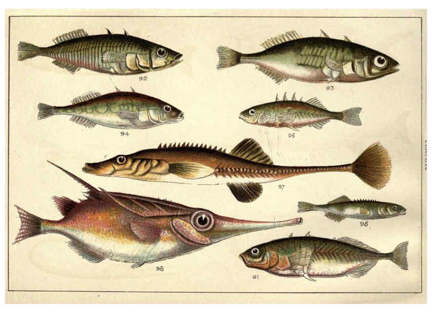Reproducción/Reproduction 5984485445: Our country's fishes and how to know them London :Simpkin, Hamilton, Kent & Co.,[1902] 