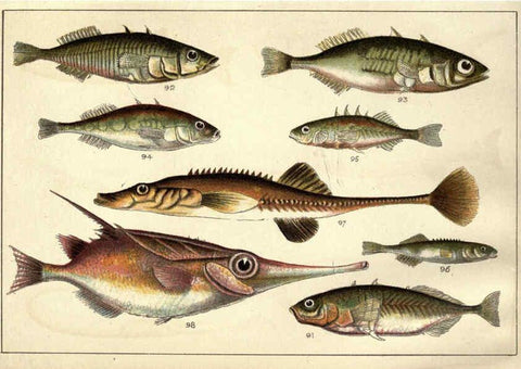 Reproducción/Reproduction 5984485445: Our country's fishes and how to know them London :Simpkin, Hamilton, Kent & Co.,[1902] 