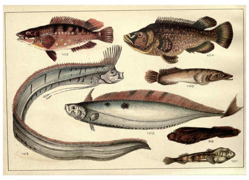 Reproducción/Reproduction 5984485667: Our country's fishes and how to know them London :Simpkin, Hamilton, Kent & Co.,[1902] 