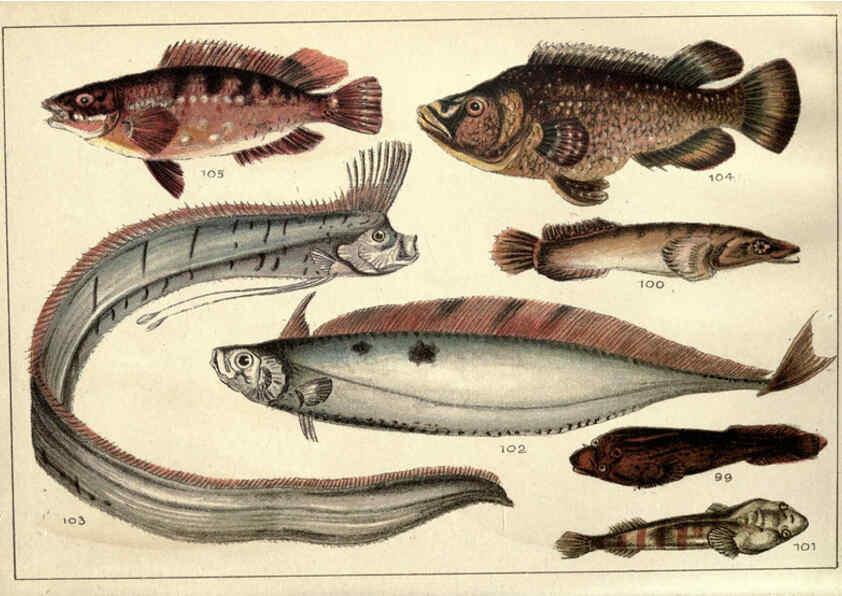 Reproducción/Reproduction 5984485667: Our country's fishes and how to know them London :Simpkin, Hamilton, Kent & Co.,[1902] 