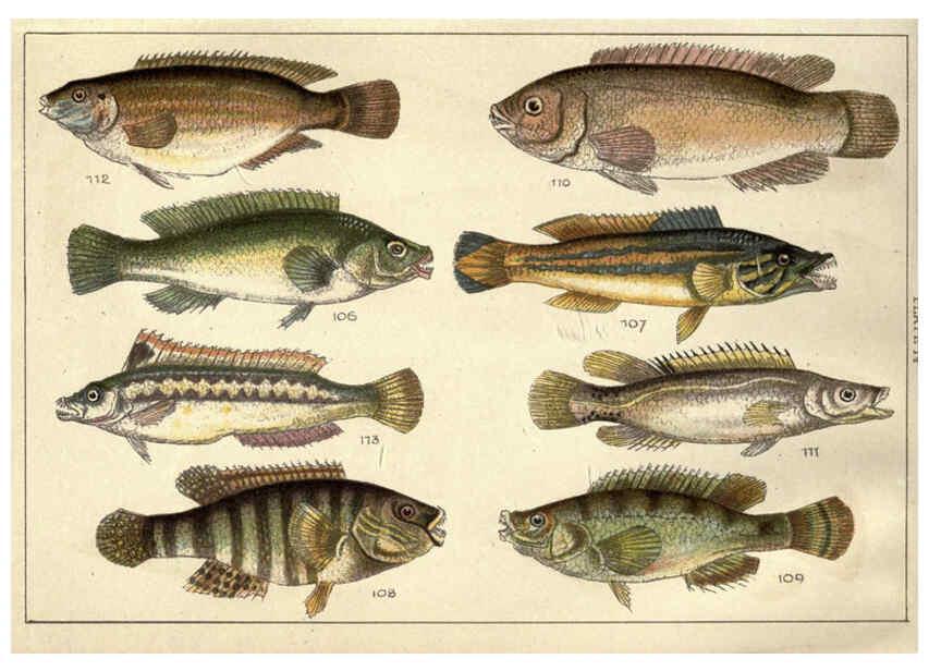 Reproducción/Reproduction 5985049726: Our country's fishes and how to know them London :Simpkin, Hamilton, Kent & Co.,[1902] 
