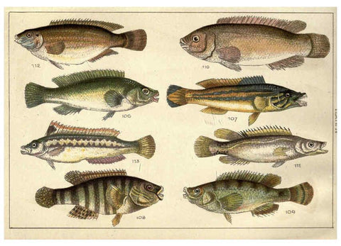 Reproducción/Reproduction 5985049726: Our country's fishes and how to know them London :Simpkin, Hamilton, Kent & Co.,[1902] 