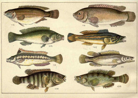 Reproducción/Reproduction 5985049726: Our country's fishes and how to know them London :Simpkin, Hamilton, Kent & Co.,[1902] 