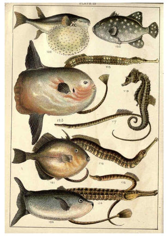 Reproducción/Reproduction 5984486109: Our country's fishes and how to know them London :Simpkin, Hamilton, Kent & Co.,[1902] 