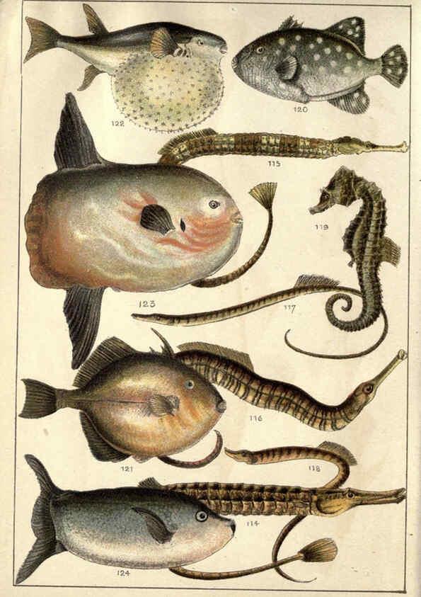 Reproducción/Reproduction 5984486109: Our country's fishes and how to know them London :Simpkin, Hamilton, Kent & Co.,[1902] 