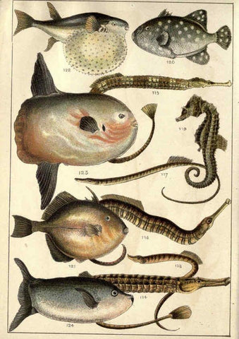 Reproducción/Reproduction 5984486109: Our country's fishes and how to know them London :Simpkin, Hamilton, Kent & Co.,[1902] 