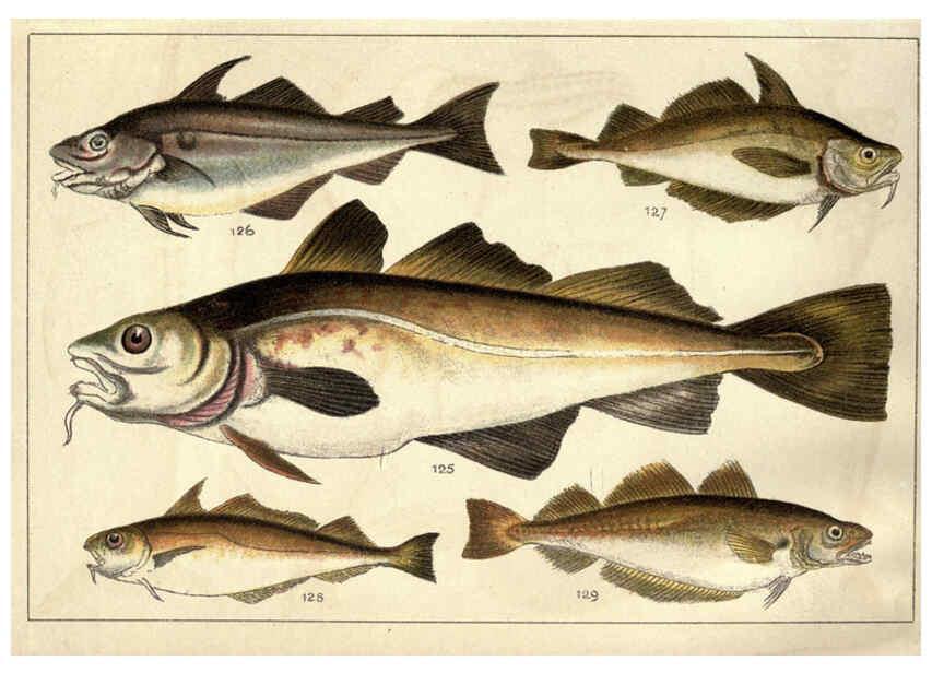 Reproducción/Reproduction 5984486381: Our country's fishes and how to know them London :Simpkin, Hamilton, Kent & Co.,[1902] 