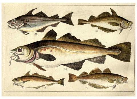 Reproducción/Reproduction 5984486381: Our country's fishes and how to know them London :Simpkin, Hamilton, Kent & Co.,[1902] 