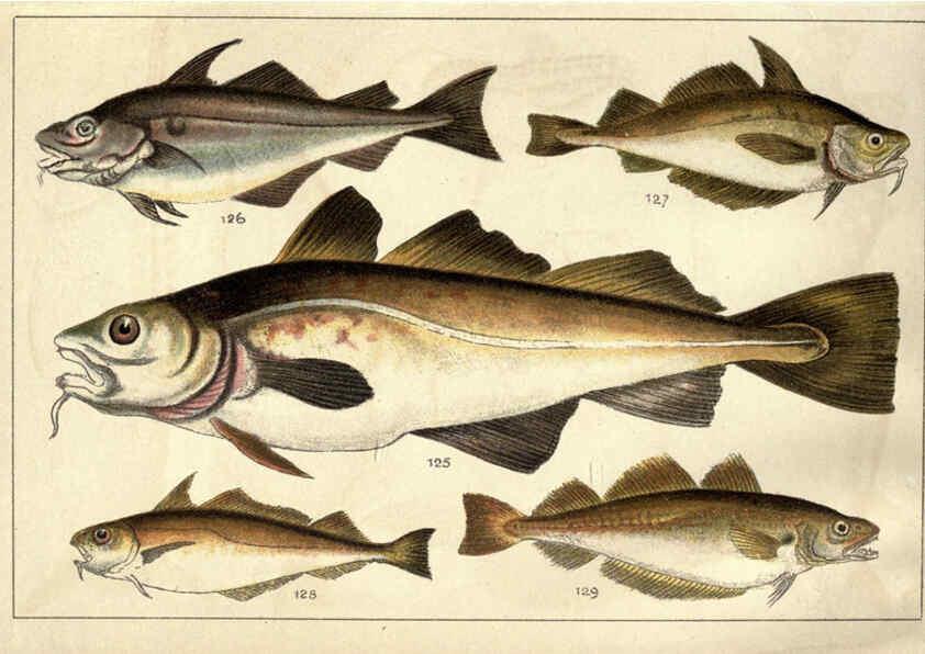 Reproducción/Reproduction 5984486381: Our country's fishes and how to know them London :Simpkin, Hamilton, Kent & Co.,[1902] 
