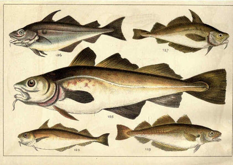 Reproducción/Reproduction 5984486381: Our country's fishes and how to know them London :Simpkin, Hamilton, Kent & Co.,[1902] 