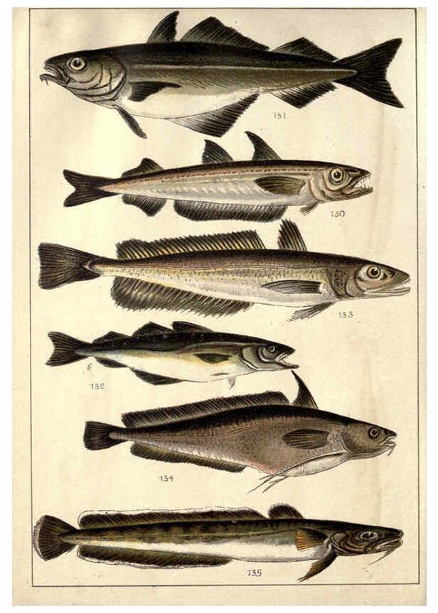 Reproducción/Reproduction 5984486585: Our country's fishes and how to know them London :Simpkin, Hamilton, Kent & Co.,[1902] 