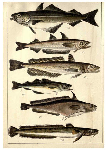 Reproducción/Reproduction 5984486585: Our country's fishes and how to know them London :Simpkin, Hamilton, Kent & Co.,[1902] 