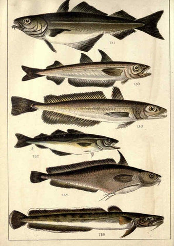 Reproducción/Reproduction 5984486585: Our country's fishes and how to know them London :Simpkin, Hamilton, Kent & Co.,[1902] 