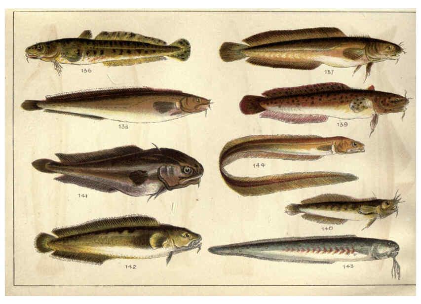Reproducción/Reproduction 5985050668: Our country's fishes and how to know them London :Simpkin, Hamilton, Kent & Co.,[1902] 