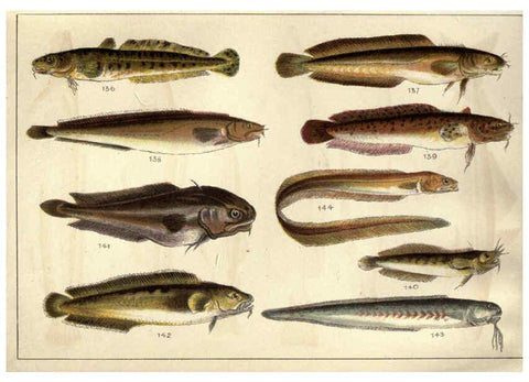 Reproducción/Reproduction 5985050668: Our country's fishes and how to know them London :Simpkin, Hamilton, Kent & Co.,[1902] 