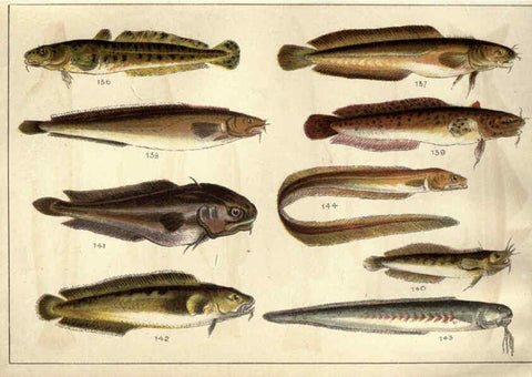 Reproducción/Reproduction 5985050668: Our country's fishes and how to know them London :Simpkin, Hamilton, Kent & Co.,[1902] 