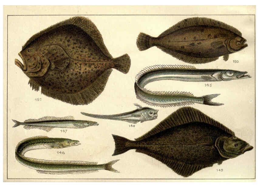 Reproducción/Reproduction 5985050968: Our country's fishes and how to know them London :Simpkin, Hamilton, Kent & Co.,[1902] 