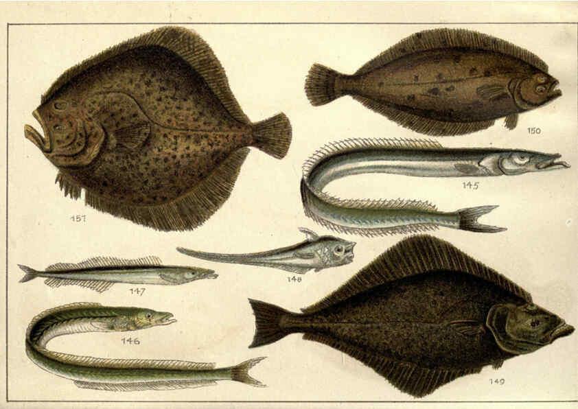 Reproducción/Reproduction 5985050968: Our country's fishes and how to know them London :Simpkin, Hamilton, Kent & Co.,[1902] 