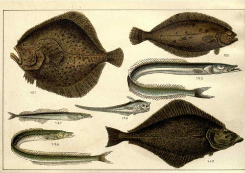 Reproducción/Reproduction 5985050968: Our country's fishes and how to know them London :Simpkin, Hamilton, Kent & Co.,[1902] 