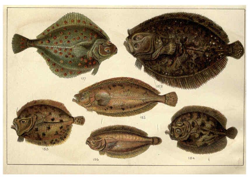 Reproducción/Reproduction 5985051222: Our country's fishes and how to know them London :Simpkin, Hamilton, Kent & Co.,[1902] 