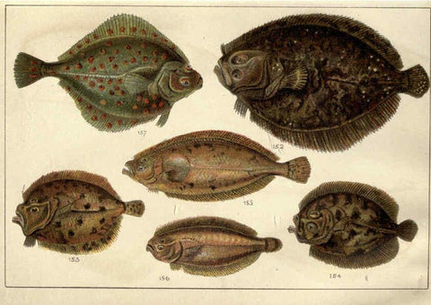 Reproducción/Reproduction 5985051222: Our country's fishes and how to know them London :Simpkin, Hamilton, Kent & Co.,[1902] 