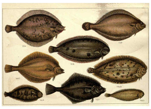 Reproducción/Reproduction 5984487515: Our country's fishes and how to know them London :Simpkin, Hamilton, Kent & Co.,[1902] 