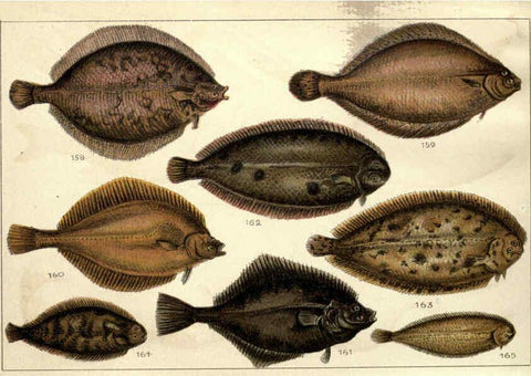 Reproducción/Reproduction 5984487515: Our country's fishes and how to know them London :Simpkin, Hamilton, Kent & Co.,[1902] 