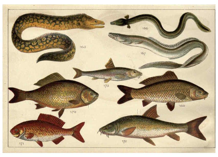 Reproducción/Reproduction 5985051626: Our country's fishes and how to know them London :Simpkin, Hamilton, Kent & Co.,[1902] 